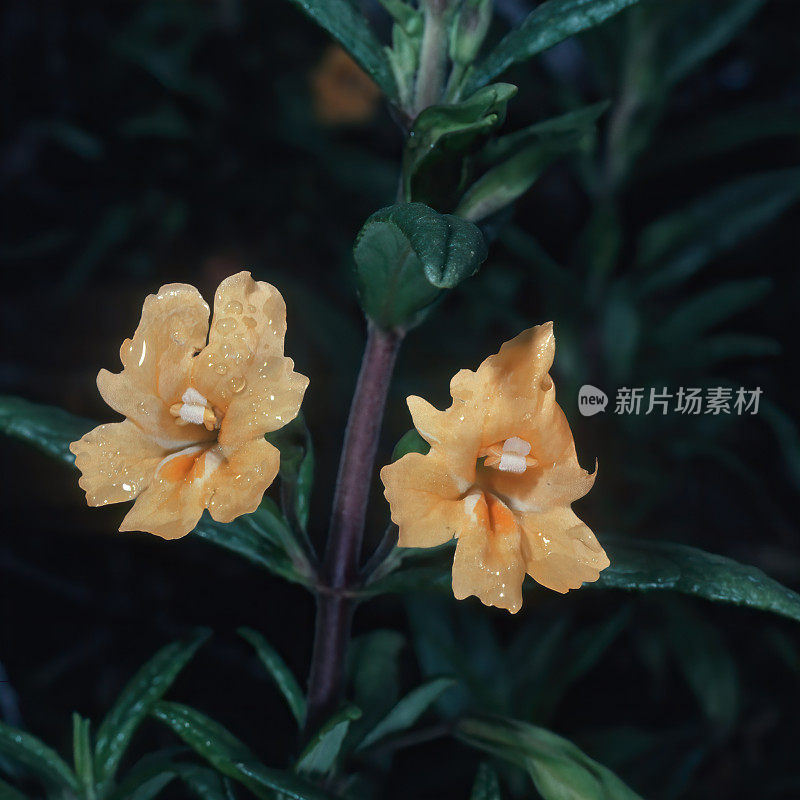 金菖蒲(Diplacus aurantiacus)，粘猴花或橙灌木猴花，是一种开花植物，生长在亚灌木形式，原产于北美西南部，从俄勒冈州西南部向南到加利福尼亚州的大部分地区。